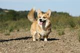 CORGI PEMBROKE 755